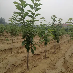 吉塞拉樱桃苗哪里有 泰安润佳农业品种全 价格优惠 产量高