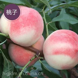 陕西毛桃批发郑二毛桃价格毛桃基地/陕西郑三毛桃价格郑三毛批发基地桃直销突围毛桃