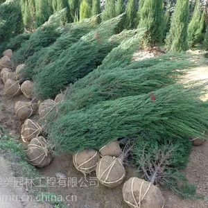 请问哪里刺柏苗最多哪里刺柏树便宜潢川县刺柏树产地种植刺柏树多年可以去那里看看