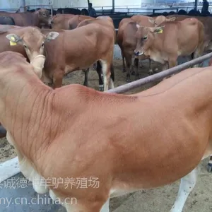 那里有养殖西门塔尔牛牛犊的养殖场 供应肉牛犊基地
