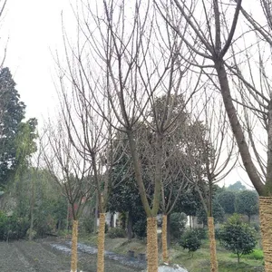 樱花的市场行情 樱花的价值 成都哪里的樱花多