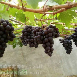 绍星一号葡萄苗,绍星一号葡萄苗价格