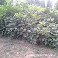 供应香椿苗 香椿苗专业培育机构