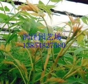 供应红油香椿苗=红油香椿苗=山东红油香椿苗