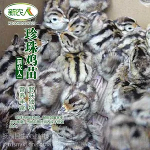 抚州民生农业长期供应珍珠鸡苗 母苗