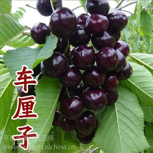 山东大泽山 嫁接车厘子苗 大樱桃苗 适合南方种植 晚熟樱桃新品种