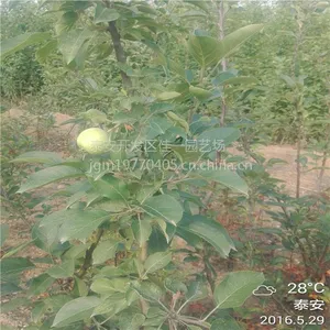 泰安基地大量供应嫁接苹果苗 两年苹果苗价格 1.5米高0.8公分粗成苗