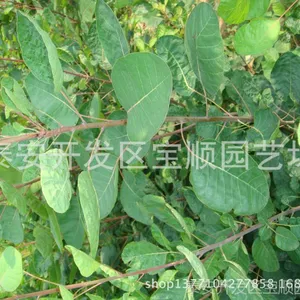 艳丽夺目 黄栌树苗供应 1-4cm黄栌 五角枫价格 山东碧桃种植基地