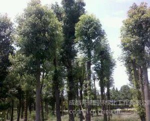 供应成都香樟价格  成都香樟报价香樟品种香樟规格