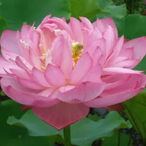 安新县嘉祥水生植物种植有限公司