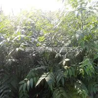 供应香椿树苗 香椿苗专业培育机构