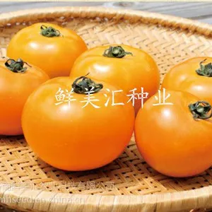 供应橙色水果番茄种子——奈美