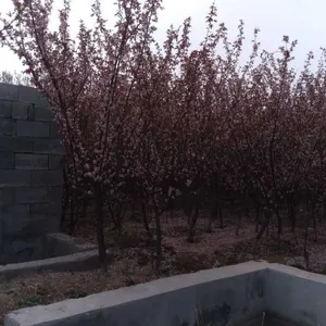 泰安美人梅供应 1公分 2公分 3公分美人梅***格出售基地
