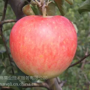 新品种苹果苗 高产优质苹果树苗 苹果苗价格 河南省农科院果树苗
