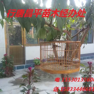 行唐县昌平苗木种植场