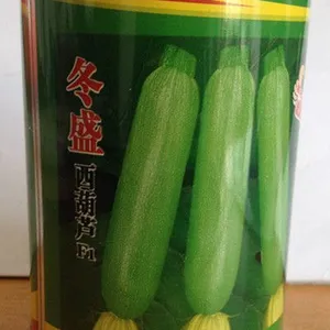 供应冬盛西葫种子