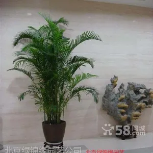 丰台丽泽花卉绿植租赁租摆服务公司