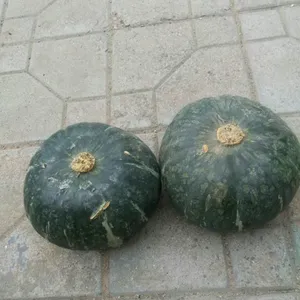 ����˹�Ϲ�