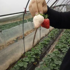 天津这边温室大棚适合什么品种草莓苗/天津最适合种什么草莓品种