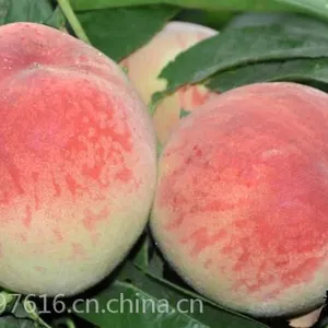 吃的蒙阴蜜桃是哪个品牌_桃小蒙蒙阴蜜桃