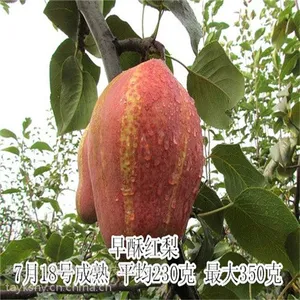 红梨品种介绍 早酥红梨树苗几年挂果