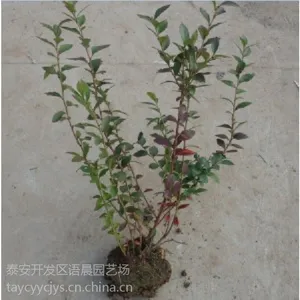 直销半高从蓝莓苗 价格高