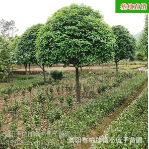 大量供应 湖南桂花树 精品10公分八月桂 金桂 桂花苗 基地直销