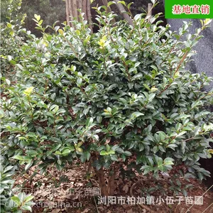 绿化工程 苗木 40至80公分茶梅球 茶梅苗 多种规格 批量供应