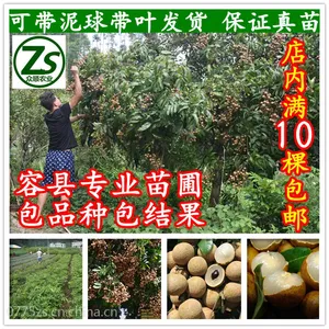嫁接龙眼树苗 石峡 储良 双季龙眼树苗南方果树庭院种植 众顺农业
