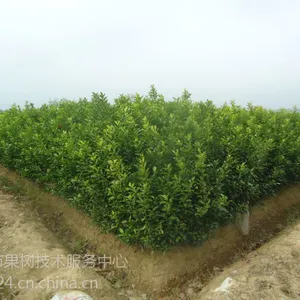 枳壳药材籽播苗