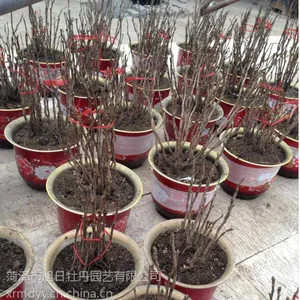 供应正品菏泽牡丹花,多款花色盆栽牡丹