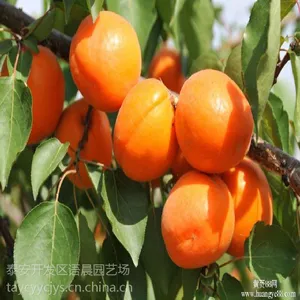 基地直销红丰杏树树苗多少钱一棵