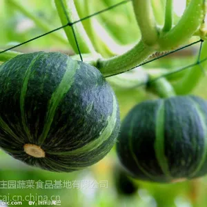 供应供应贝贝小南瓜 绿皮南瓜 日本迷你小南瓜 又甜又面粉香甜糯