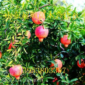�߳ɻ���ͻ��˹ʯ������ ������Ӧ Ʒ��***��ʯ������