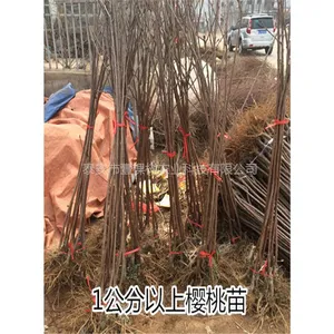 Ҽ�������Ի��ع�����ľ3���ּ޽�ӣ����޽�Ʒ��ӣ�������������