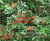 花椒品种*** 大红袍花椒大量供应 2公分九叶青青椒苗 麻椒种植基地