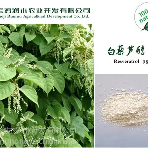 宝鸡润木供应虎杖提取物白藜芦醇98%