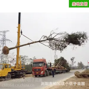 量大从优【朴树】精品供应批发优质朴树苗绿化用苗朴树成活***