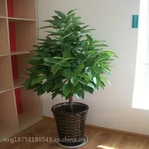 杭州滨江室内花卉租赁盆景出租公司