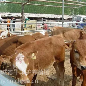 夏洛莱牛牛犊价格多少钱一头夏洛莱牛小牛犊价格多少钱