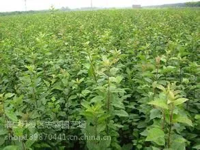 ���ż��������繩Ӧ ��ӭѡ����ɭũҵ�Ƽ�������Ʒ�� �Ｇ������