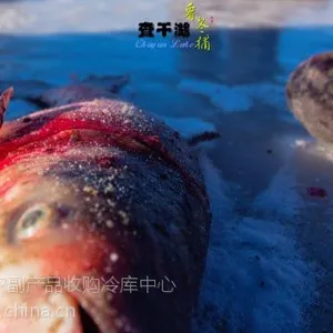 湖北查干湖鱼代理***_查干湖胖头鱼礼盒