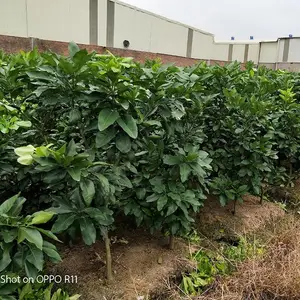 湖南三红蜜柚苗供应,请认准平和县正达蜜柚苗场
