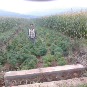 供应华山松