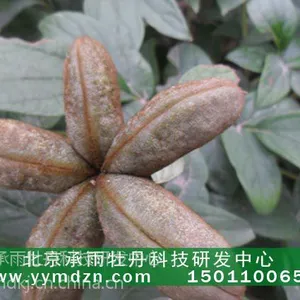 高产2年生油牡丹种苗价格