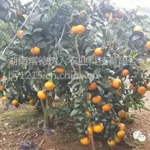���Ϲ�Ӧ��������Ӹ��� �޲��������ָ��� 30��70���ָ߼޽�С��