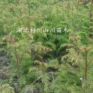 供应柳杉树苗、一至两年苗、株高20-50cm、地径0.2-0.6、