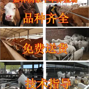 江苏鲁西黄牛多少钱一头