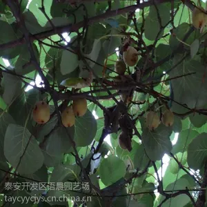 新西兰黄金奇异果苗中华 猕猴桃苗2年