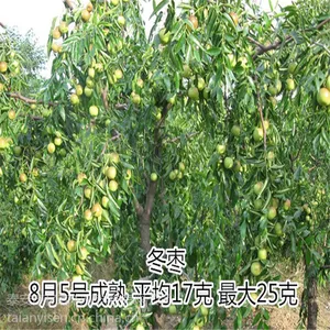 ֱ���޽������� ѩ���� ���Ʒ����ȫ